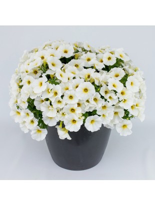 Petunia Beutical Pearl White