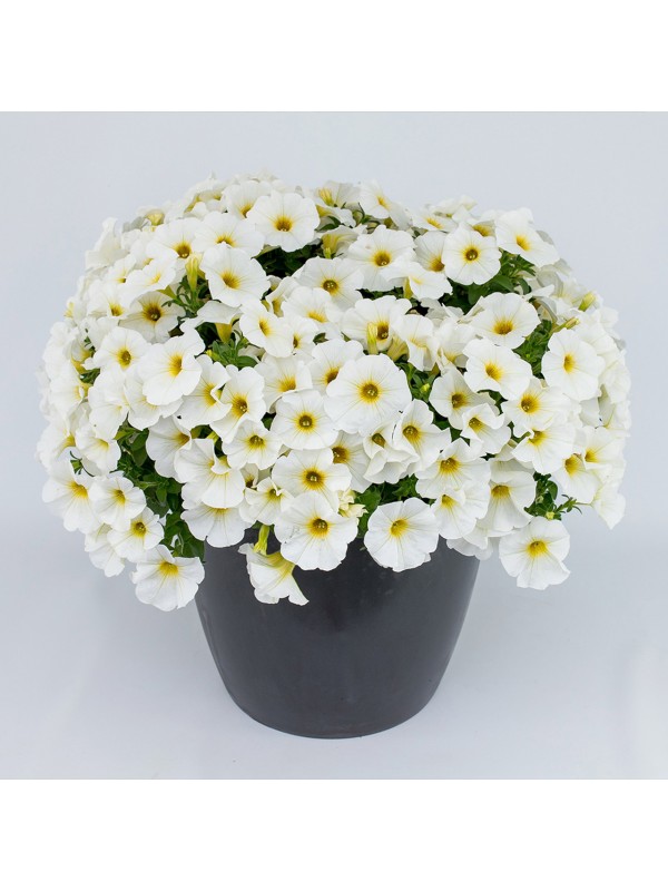 Petunia Beutical Pearl White