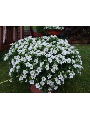 Petunia Surfinia Table White