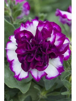Petunia Tumbelina Compact Nicola