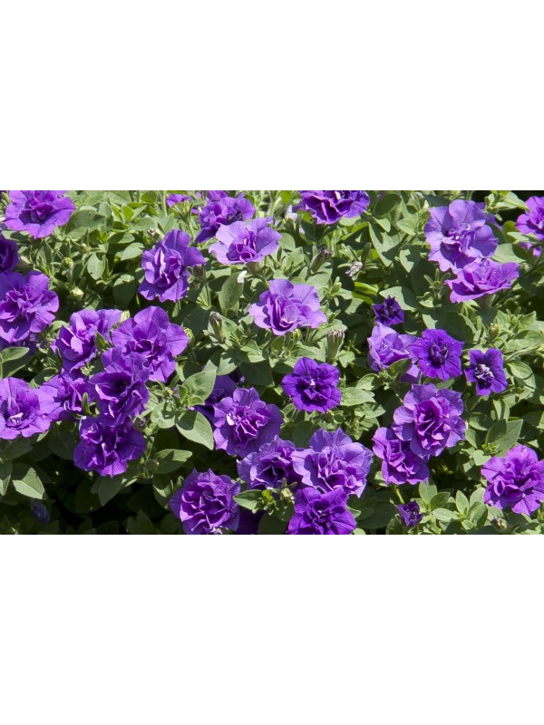 Petunia SweetSunshine Provence