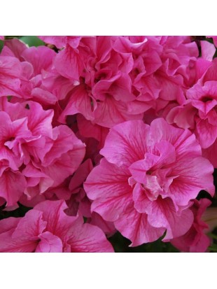 Petunia Tumbelina Candyfloss