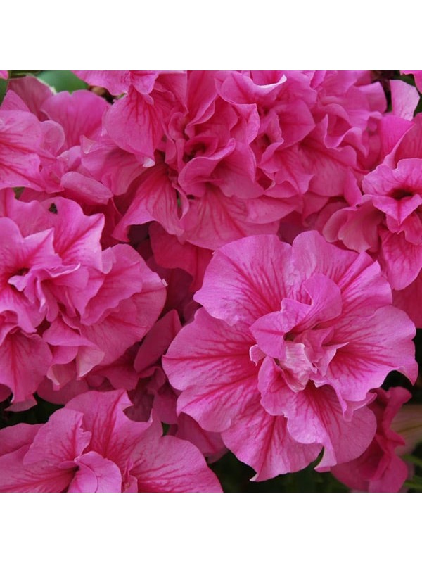 Petunia Tumbelina Candyfloss