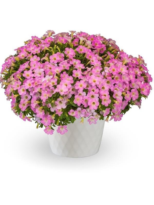 Petunia Itsy Pink 