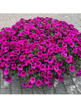 Petunia Beutical Purple Dawn