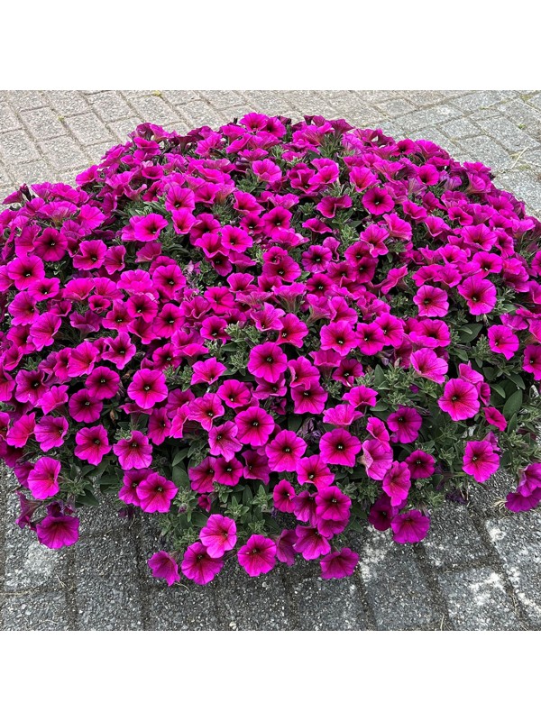 Petunia Beutical Purple Dawn