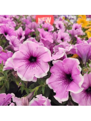 Petunia Famous Lavender Blush