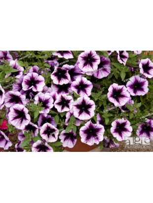Petunia Famous Violet Dark Eye
