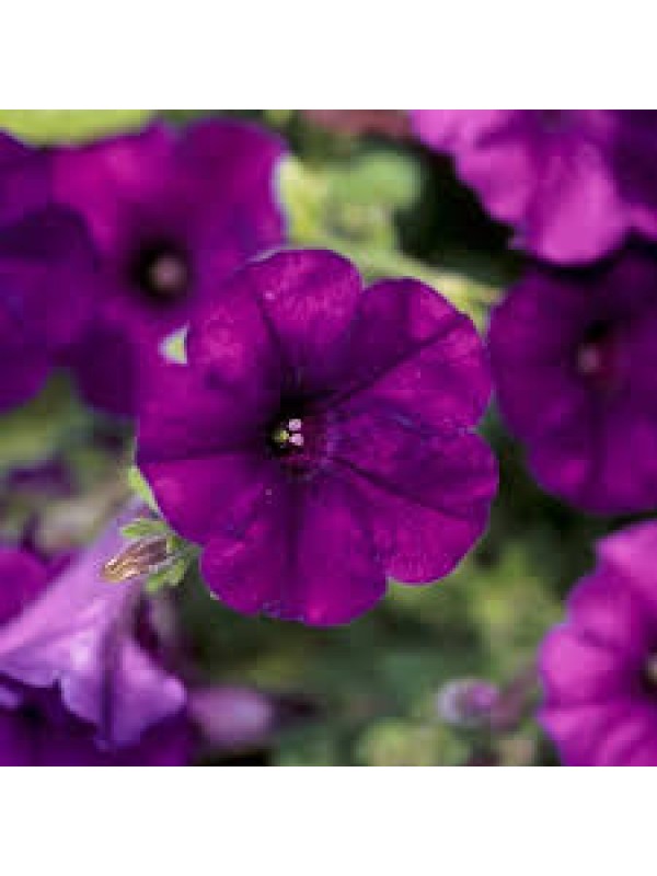 Petunia Itsy Purple