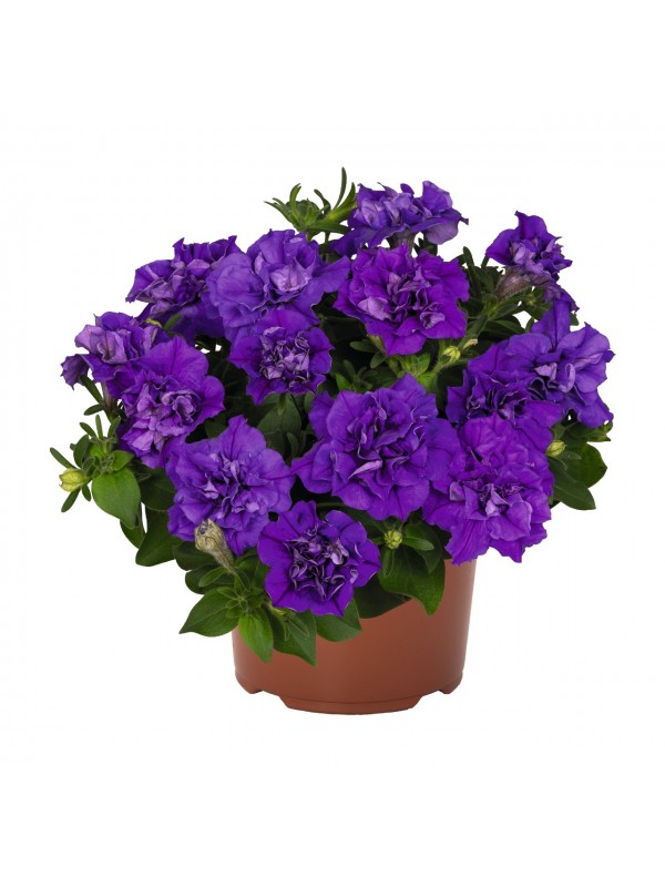 Petunia Origami Marine