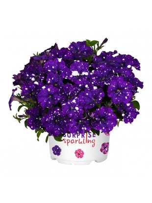 Petunia Surprise  Sparkling Blue