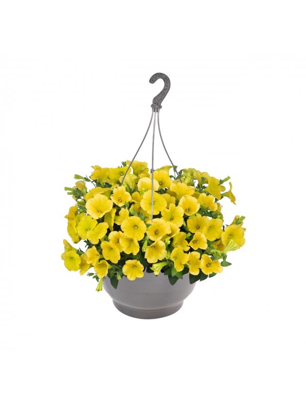 Petunia Surprise Canary Yellow