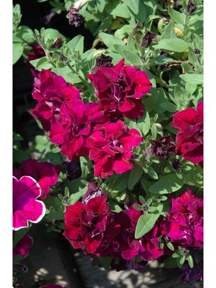 Petunia SweetSunshine Burgundy