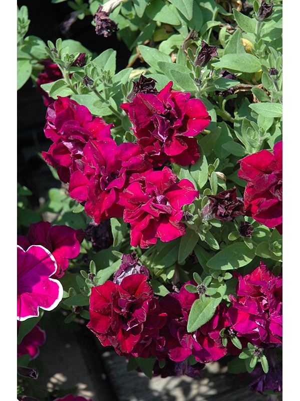 Petunia SweetSunshine Burgundy