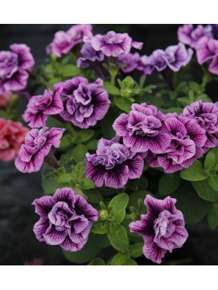 Petunia SweetSunshine Compact Hot Pink Veins