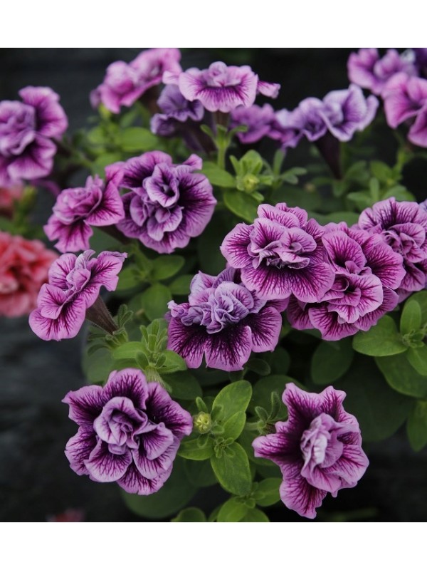 Petunia SweetSunshine Compact Hot Pink Veins
