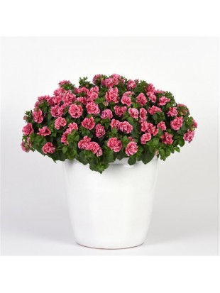Petunia SweetSunshine Compact Pink Red Veins