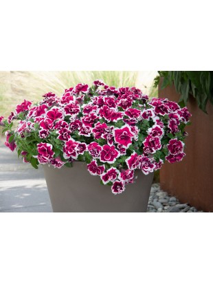 Petunia SweetSunshine Magenta Picotee