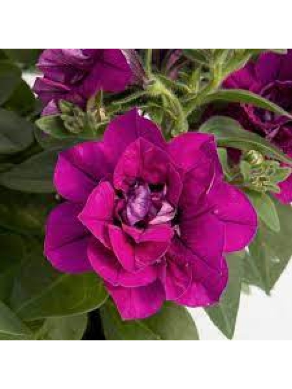 Petunia SweetSunshine Magenta