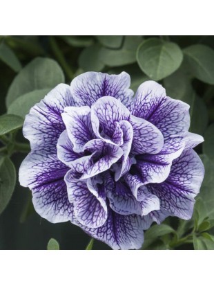 Petunia Tumbelina Priscilla