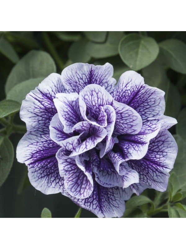 Petunia Tumbelina Priscilla
