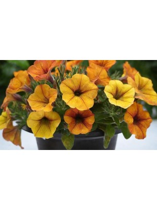 Petunia Beautical Sunset Orange