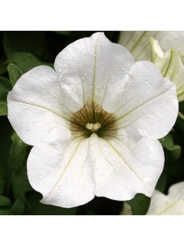 Petunia Surfinia White 