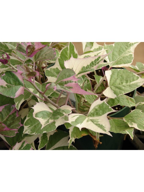 Іпомея батат Variegata