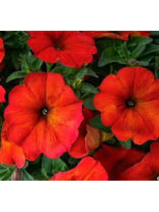 Petunia Beautical Red Maple