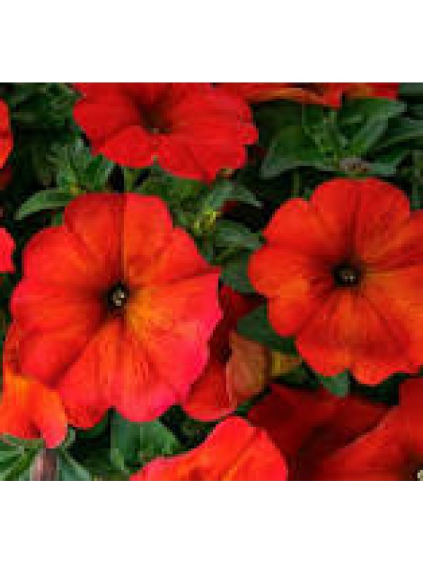 Petunia Beautical Red Maple