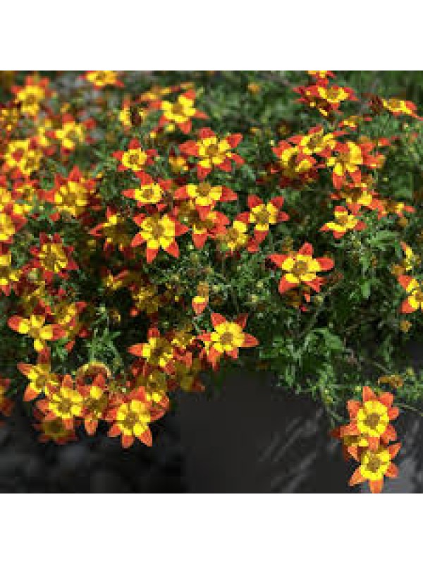 Біденс  Eldoro Red Nails