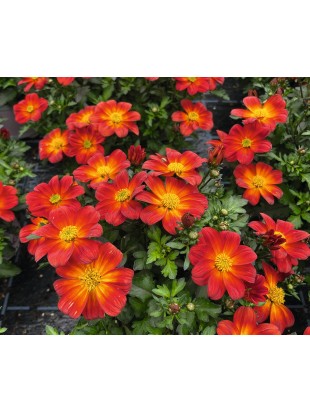 Біденс Eldoro Red Yellow Center