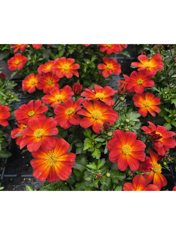 Біденс Eldoro Red Yellow Center