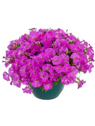 Petunia Beautical Pretty Pink