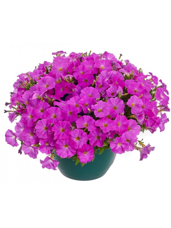 Petunia Beautical Pretty Pink