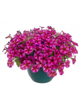 Petunia Beautical Rose Star