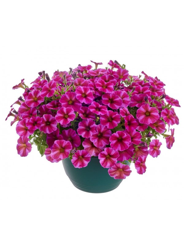 Petunia Beautical Rose Star