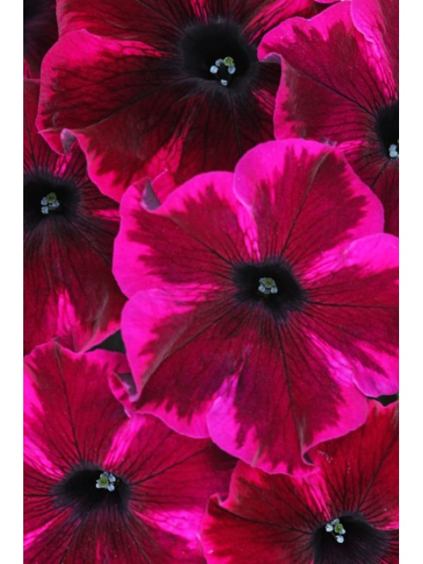 Petunia Crazytunia Cosmic Purple