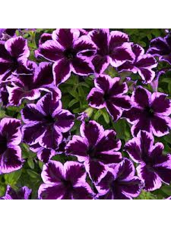 Petunia Crazytunia Cosmic Violet
