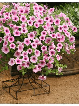 Petunia Surfinia Pink Vein