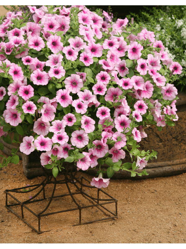 Petunia Surfinia Pink Vein