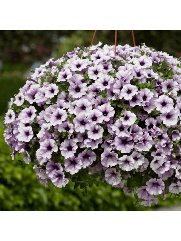 Petunia Surfinia Blue Vein