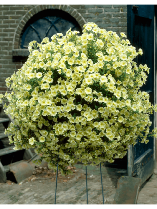 Petunia Surfinia Impulz Yellow