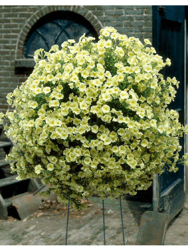 Petunia Surfinia Impulz Yellow