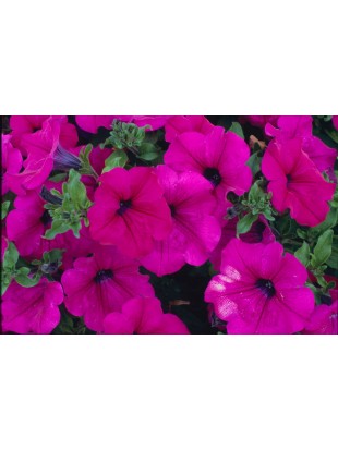 Petunia Surfinia Purple 