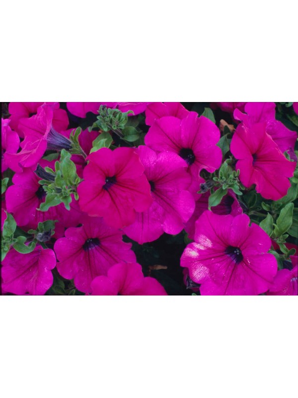 Petunia Surfinia Purple 