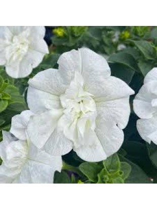 Petunia SweetSunshine Pure White