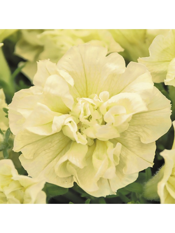 Petunia Tumbelina  Susanna