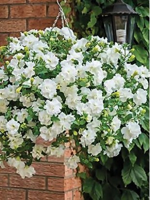 Petunia Tumbelina Diana