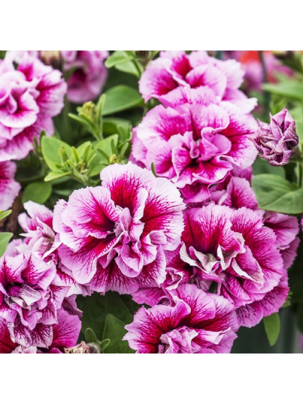 Petunia Tumbelina Francheska